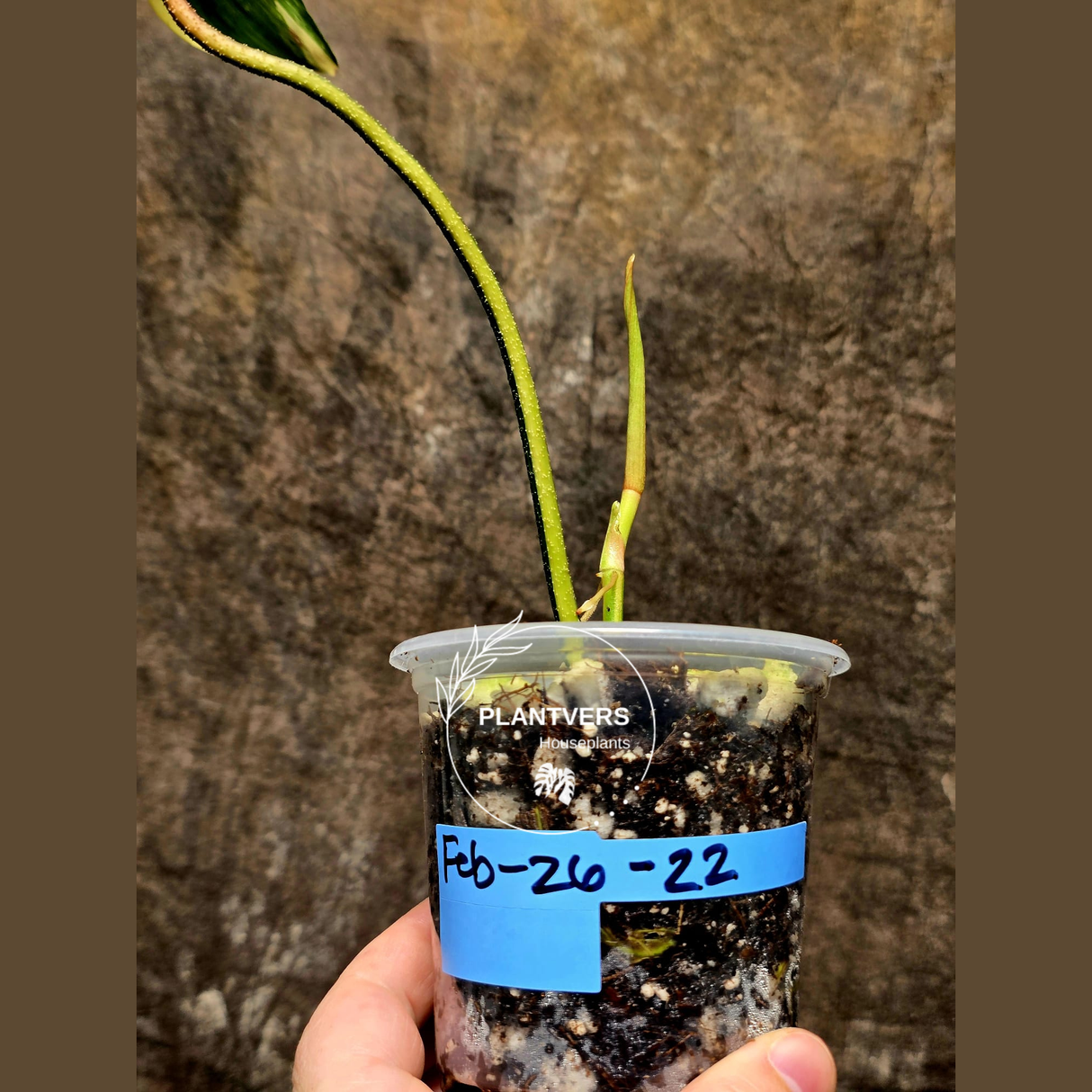 Variegated Philodendron Florida Beauty in a Nursery Pot - Rare Collector Plant - Exact Plant - US Seller