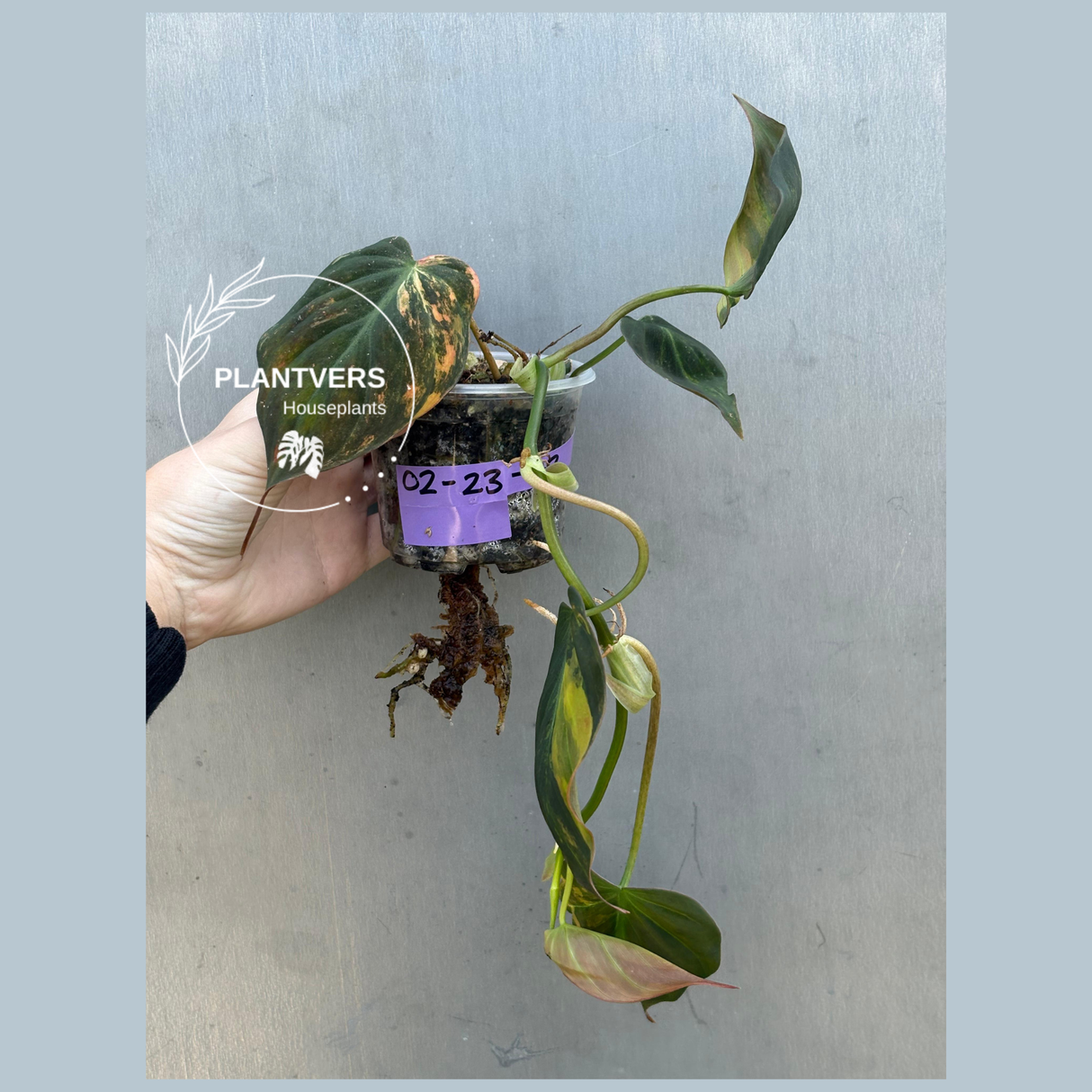 Variegated Philodendron Mican Aurea in a Nursery Pot - Rare Collector Plant - EXACT Plant - US SELLER