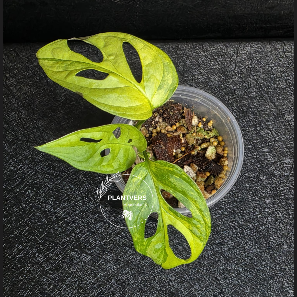 Monstera Adansonii Aurea Variegated - Swiss Cheese Premium Rare Plant - US SELLER