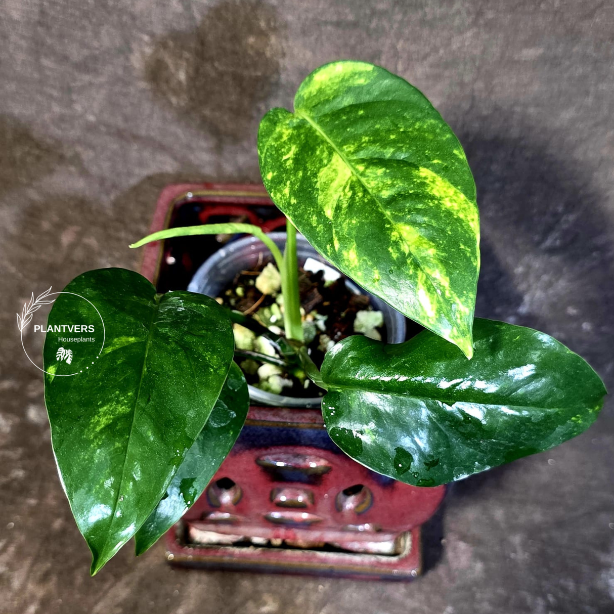 Rare Variegated Golden Flame Epipremnum Pinnatum - Exact Plant - (June-18-21)