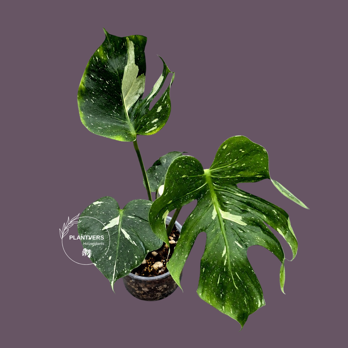 Monstera Deliciosa Medusa Variegated - Rare Exact Plant (June-17-20)