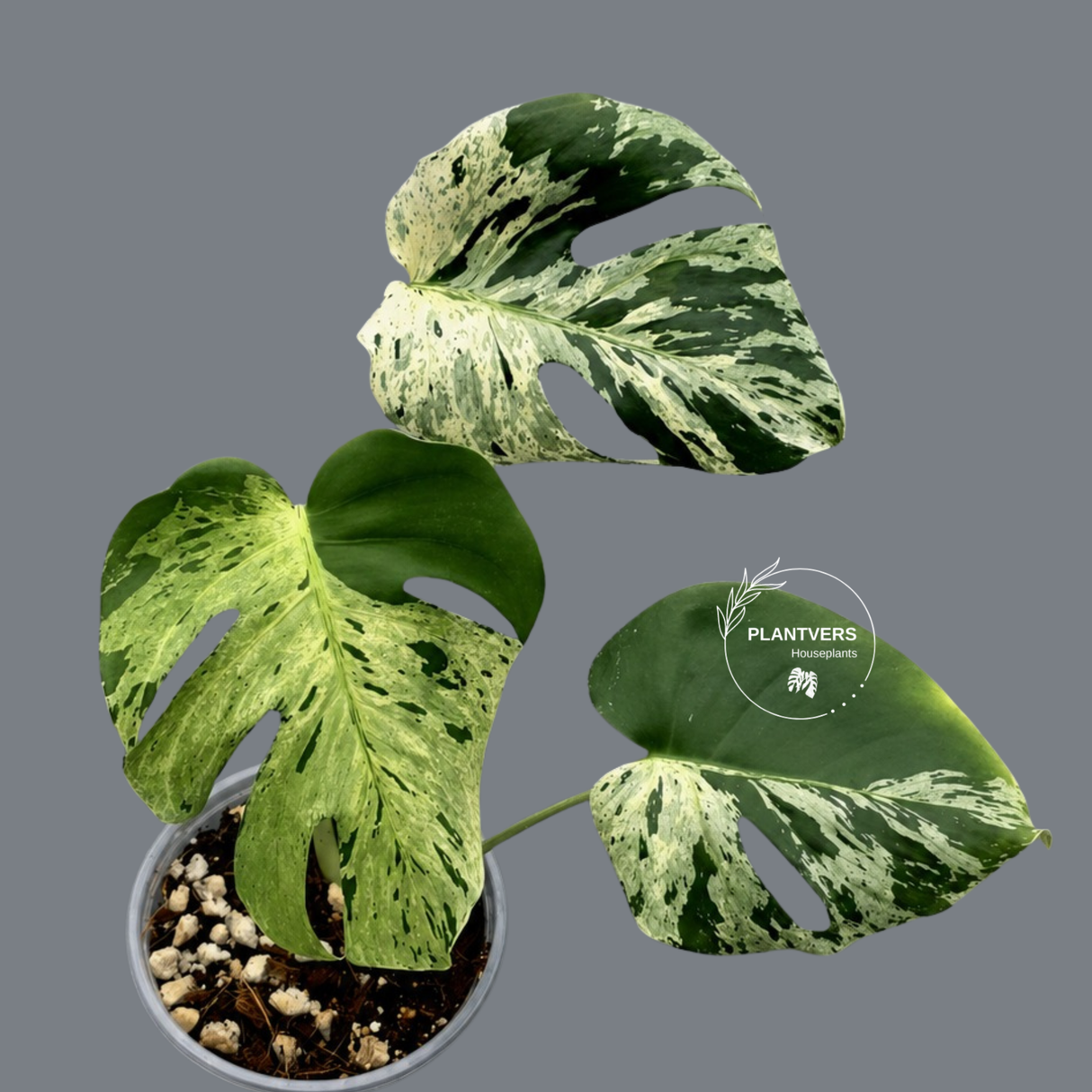 Rare Monstera Bulbasaur Variegated Plant - Exact Plant (June-17-21)