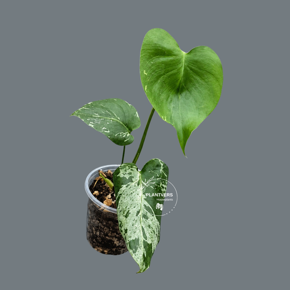 Rare Monstera Bulbasaur Variegated Plant - Exact Plant (June-17-33)