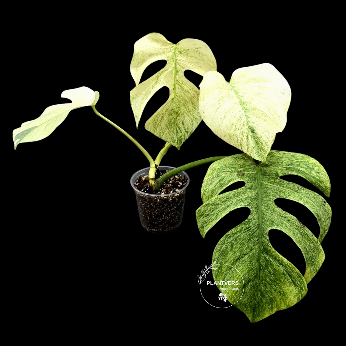 Variegated Monstera Mint Jungle Mint - Exact Plant (June-17-32)