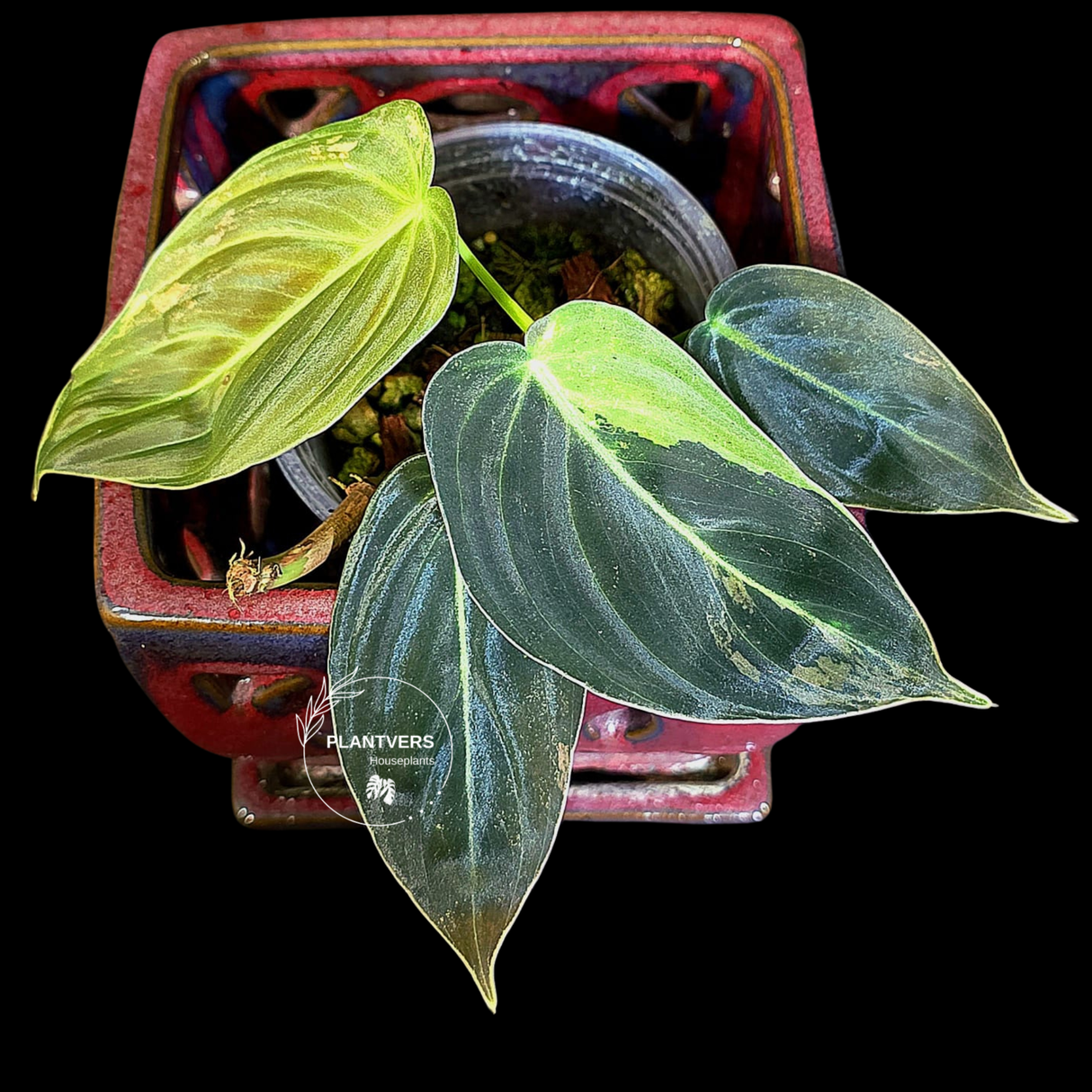 Philodendron Melanochrysum Variegated - Rare EXACT Plant - (June-18-19)
