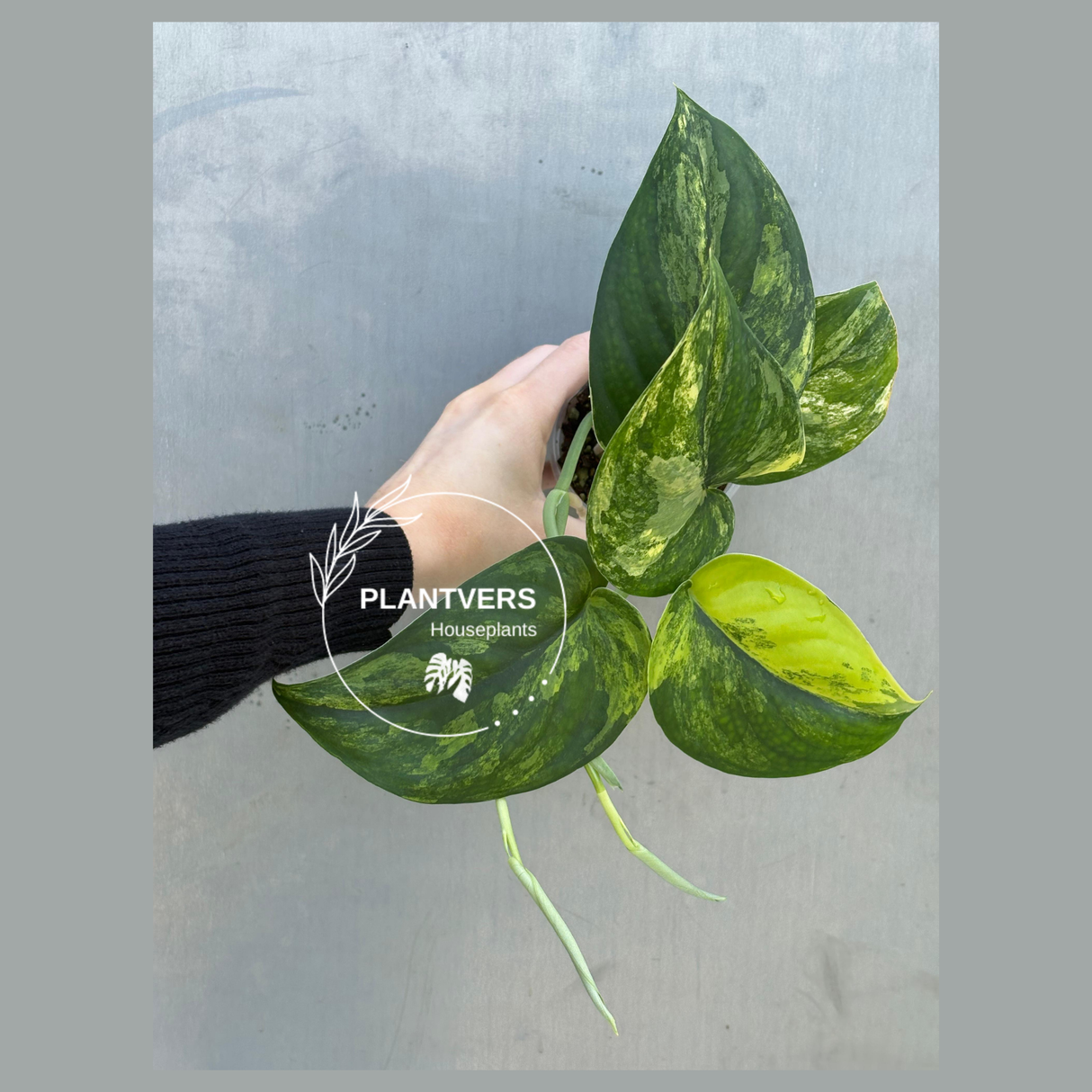 Variegated Scindapsus Pictus 'Jade Satin' Plant in a Nursery Pot - Rare Collector Plant - SAME Plant - US Seller