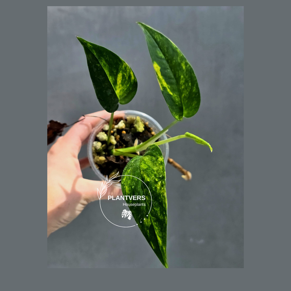 RARE Variegated 'Golden Flame' Epipremnum Pinnatum Plant - Variegated Yellow Flame Indoor Plant - SAME Plant - US Seller