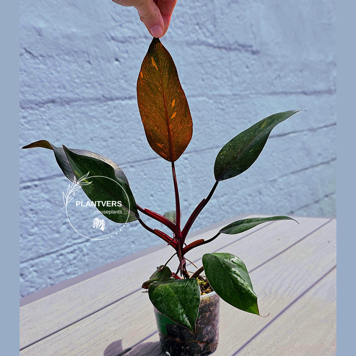 Philodendron Orange Princess - Rare Collector Plant - Indoor Houseplant - Same Plant - US Seller