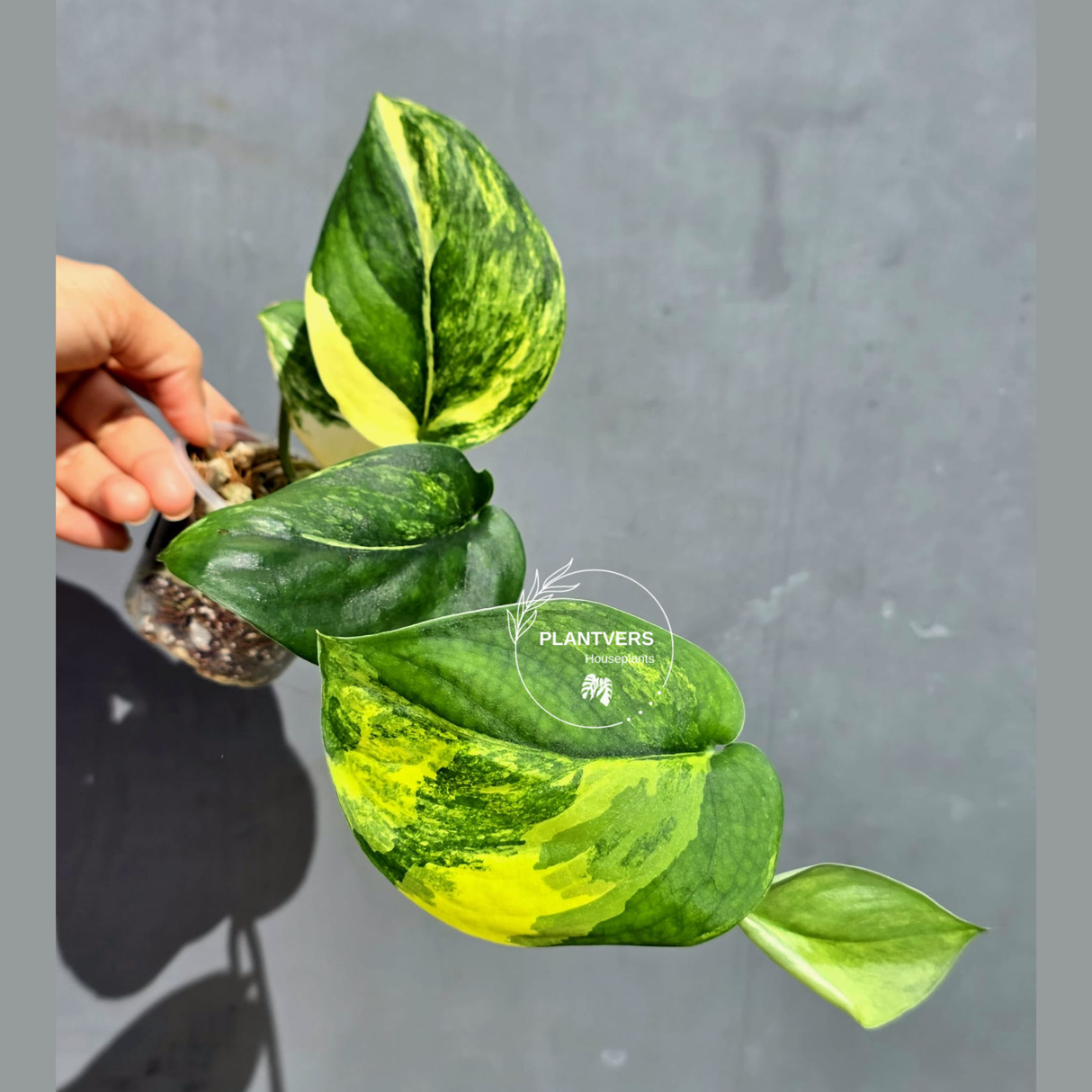 Scindapsus Jade Satin Variegated - Yellow Variegation - (June-22-04)