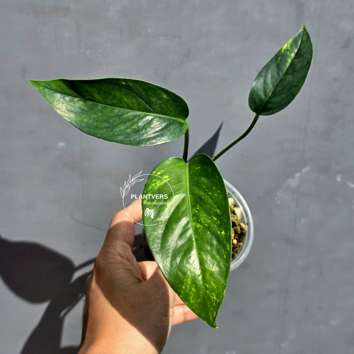 Rare Variegated Golden Flame Epipremnum Pinnatum - Exact Plant - (June-22-06)