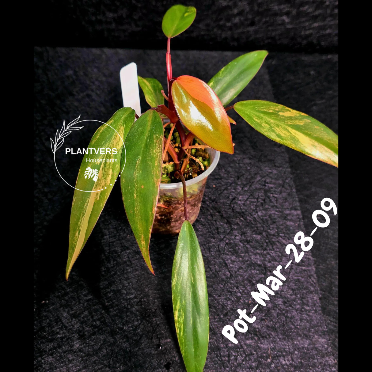 Philodendron Strawberry Shake High Variegated Live Plant - EXACT Same Plant - US Seller