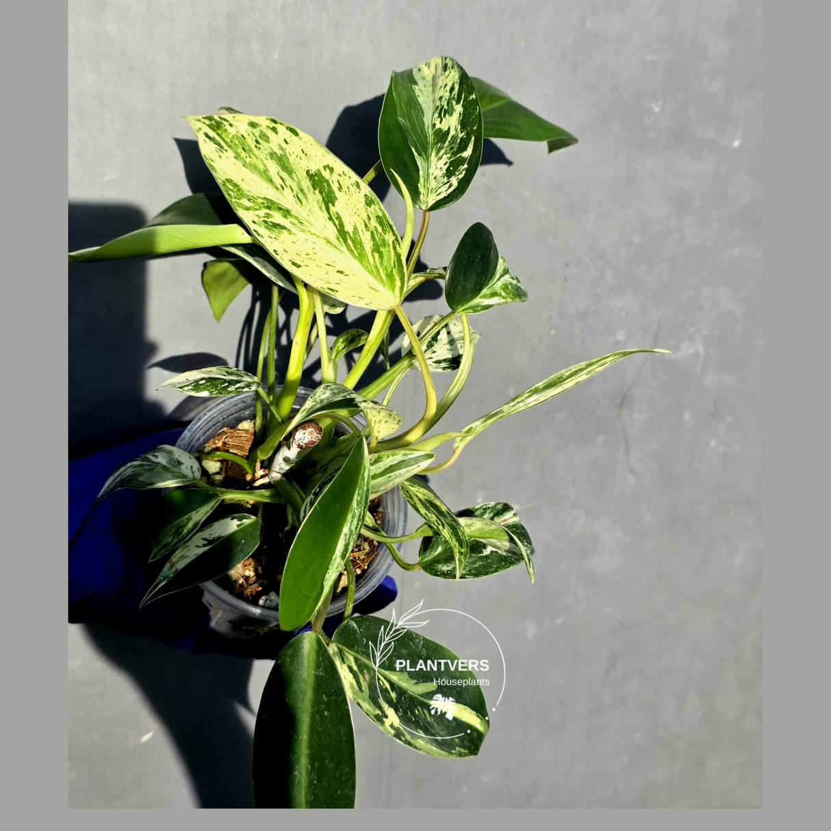 Philodendron Emerald Queen Variegated - Rare Exact Plant - (June-23-22)