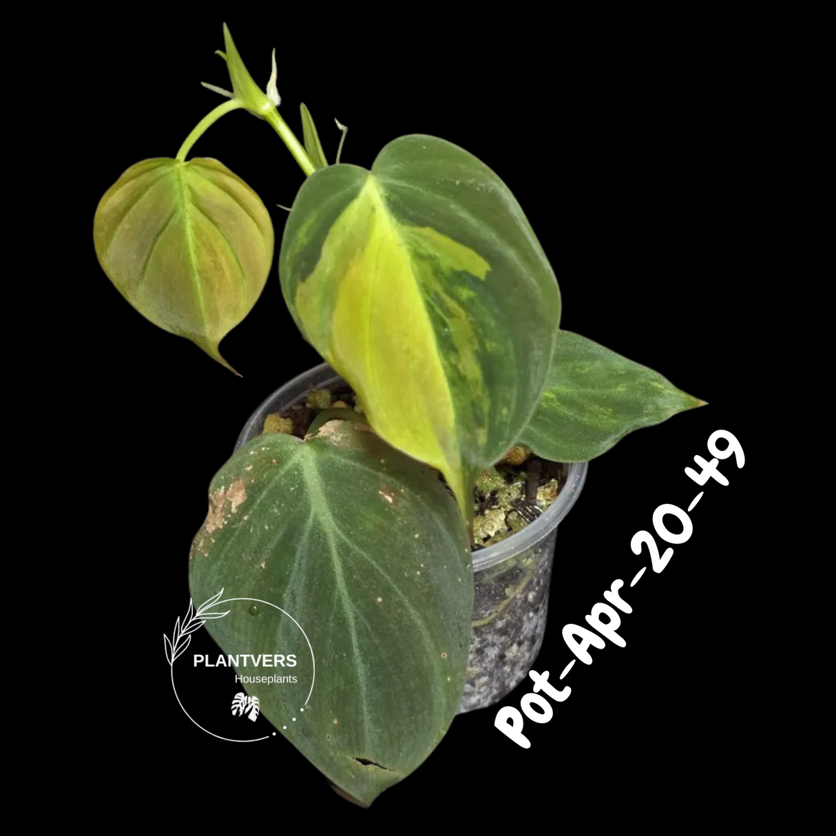 Variegated Philodendron Mican Aurea - Rare Collector Plant - EXACT Plant - US SELLER