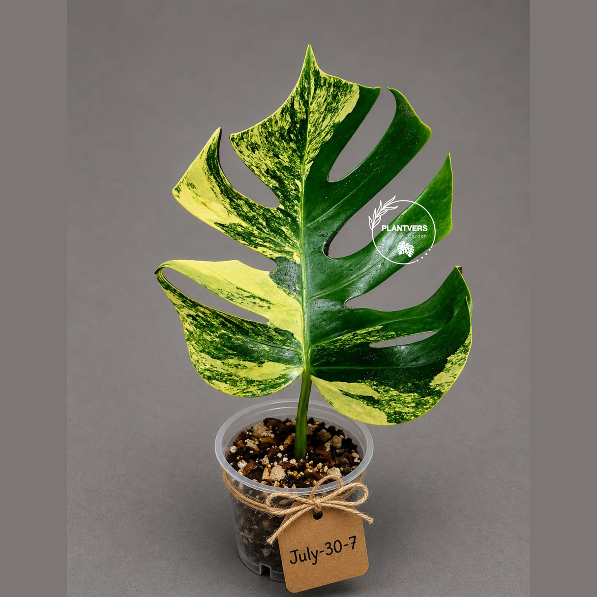 Monstera Aurea Variegated Borsigiana - Monstera Marmota - (July-30-7)