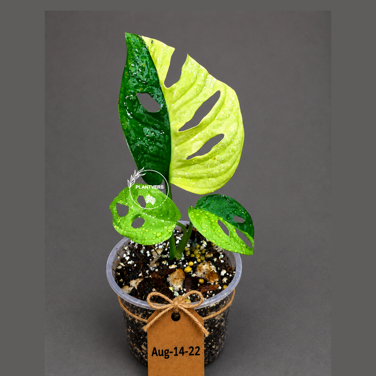 Variegated Monstera Adansonii Albo - Exact Plant - (Aug-14-22)