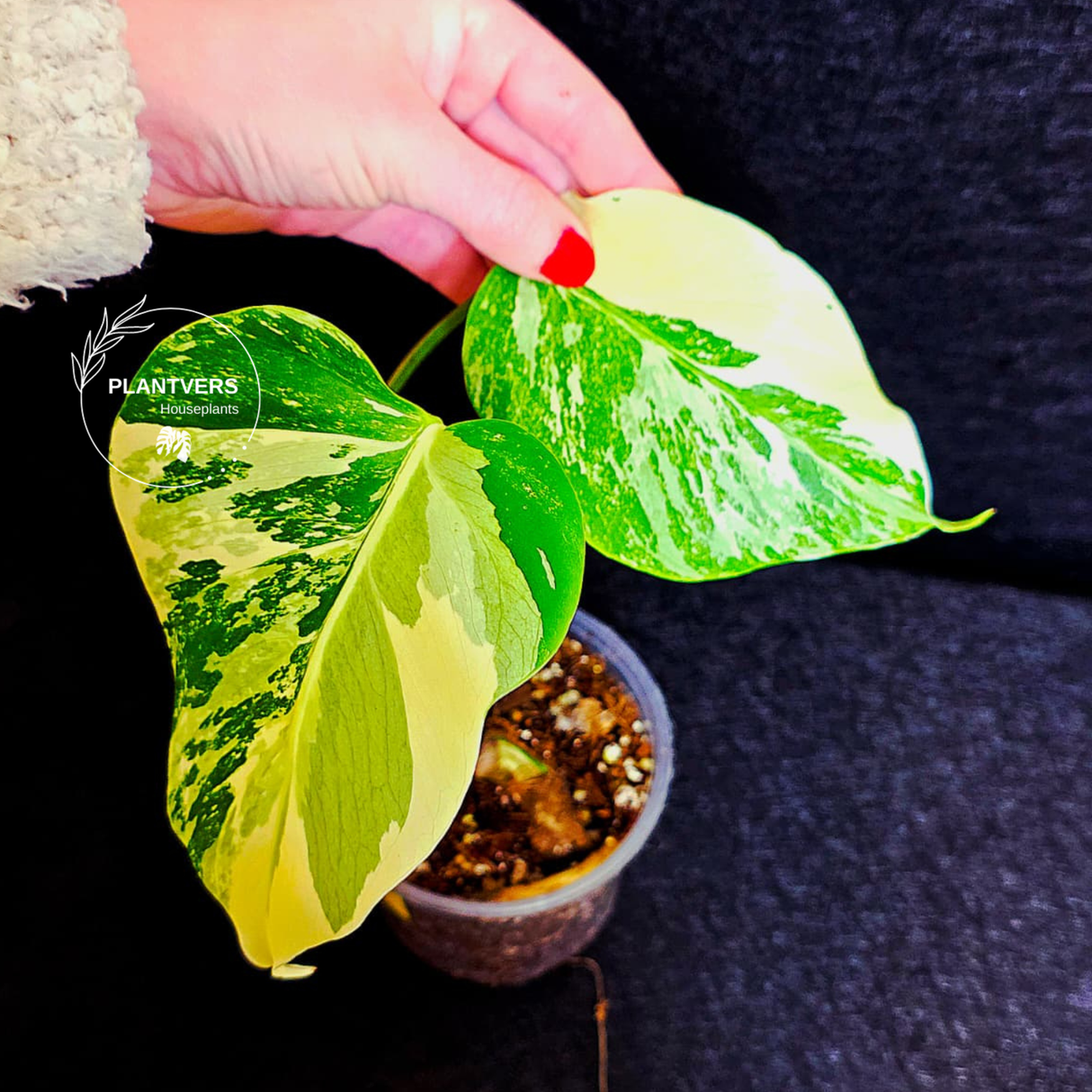 Variegated Monstera Albo - Rare White Monstera Borsigiana Baby Leaf EXACT Same Plant - US Seller