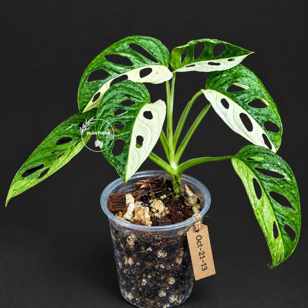 Variegated Monstera Adansonii Albo Plant - Rare Swiss Cheese EXACT Same Plant - US Seller