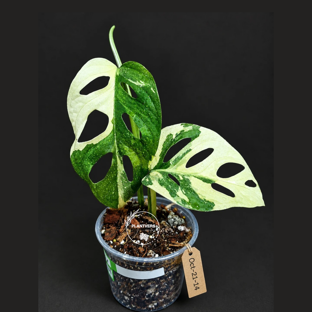 Variegated Monstera Adansonii Albo Plant - Rare Swiss Cheese EXACT Same Plant - US Seller