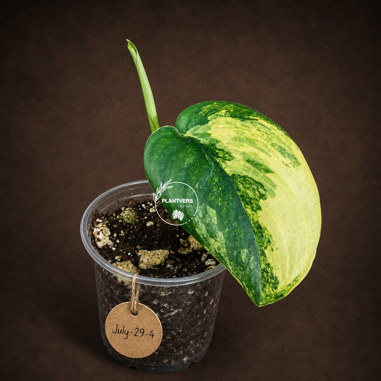 Scindapsus Jade Satin Variegated - Yellow Variegation - (July-29-4)
