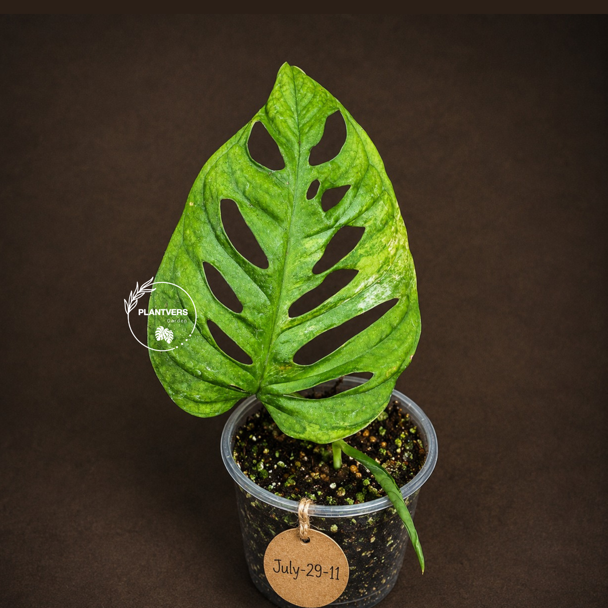 Monstera Adansonii Aurea Variegated - Exact Plant - (July-29-11)