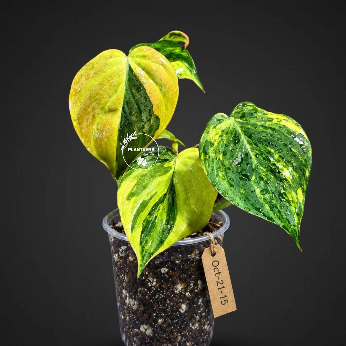 Variegated Philodendron Mican Aurea Exact Plant - (Oct-21-15)