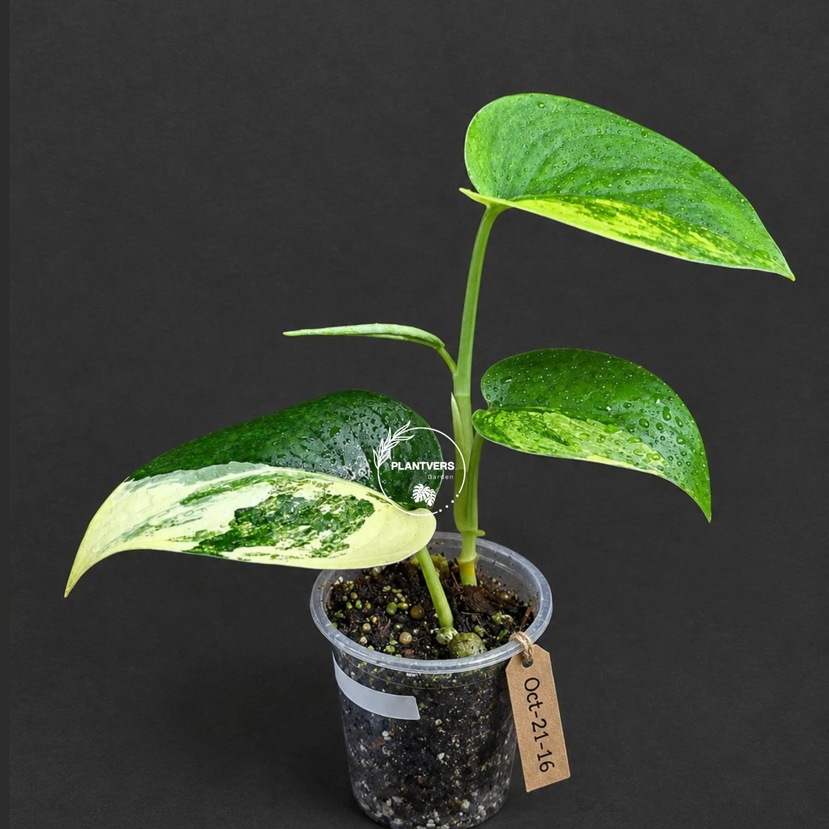 Scindapsus Jade Satin Variegated Exact Plant - (Oct-21-16)