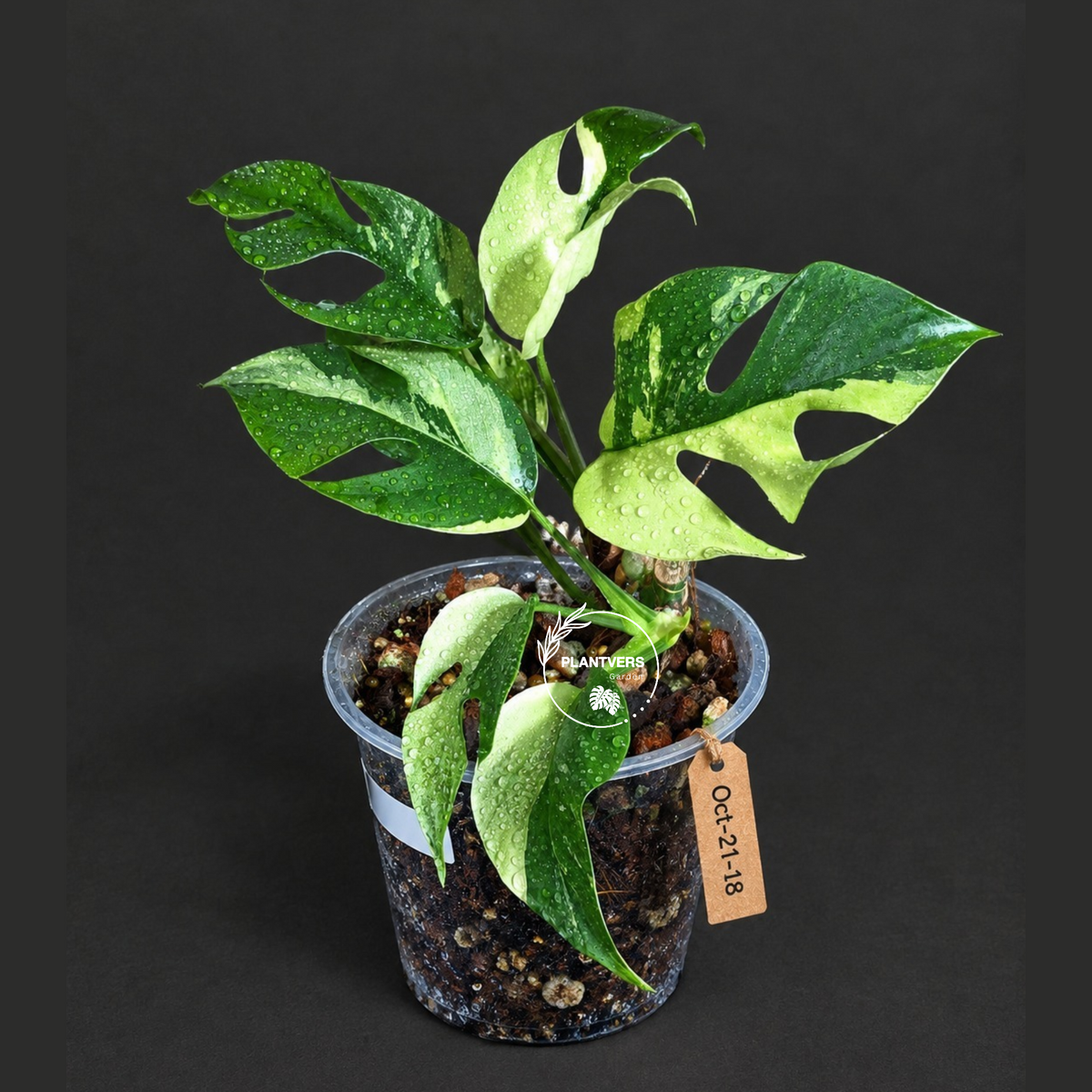 Variegated Rhaphidophora Tetrasperma Albo - (Oct-21-18)
