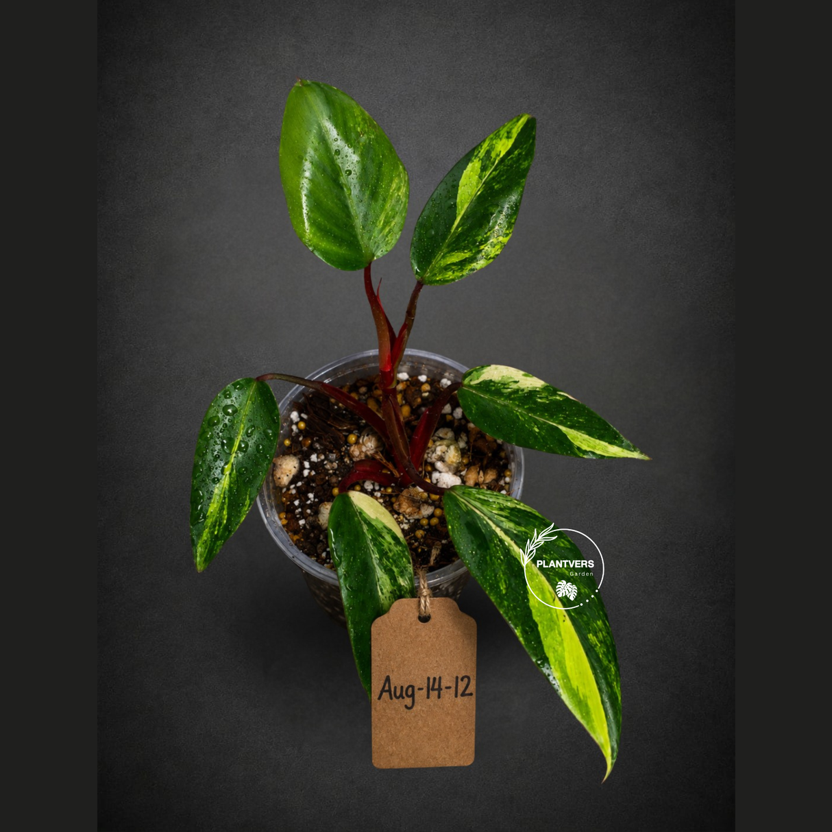 Philodendron Strawberry Shake High Variegated Live Plant - EXACT Same Plant - US Seller