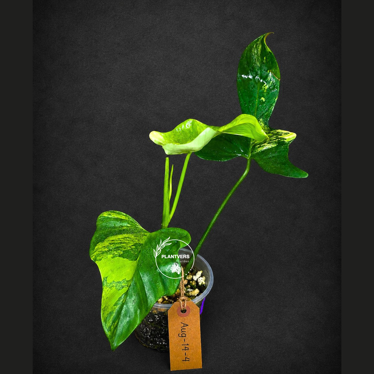 Variegated Philodendron Bipennifolium “Violin” (Aug-14-4)
