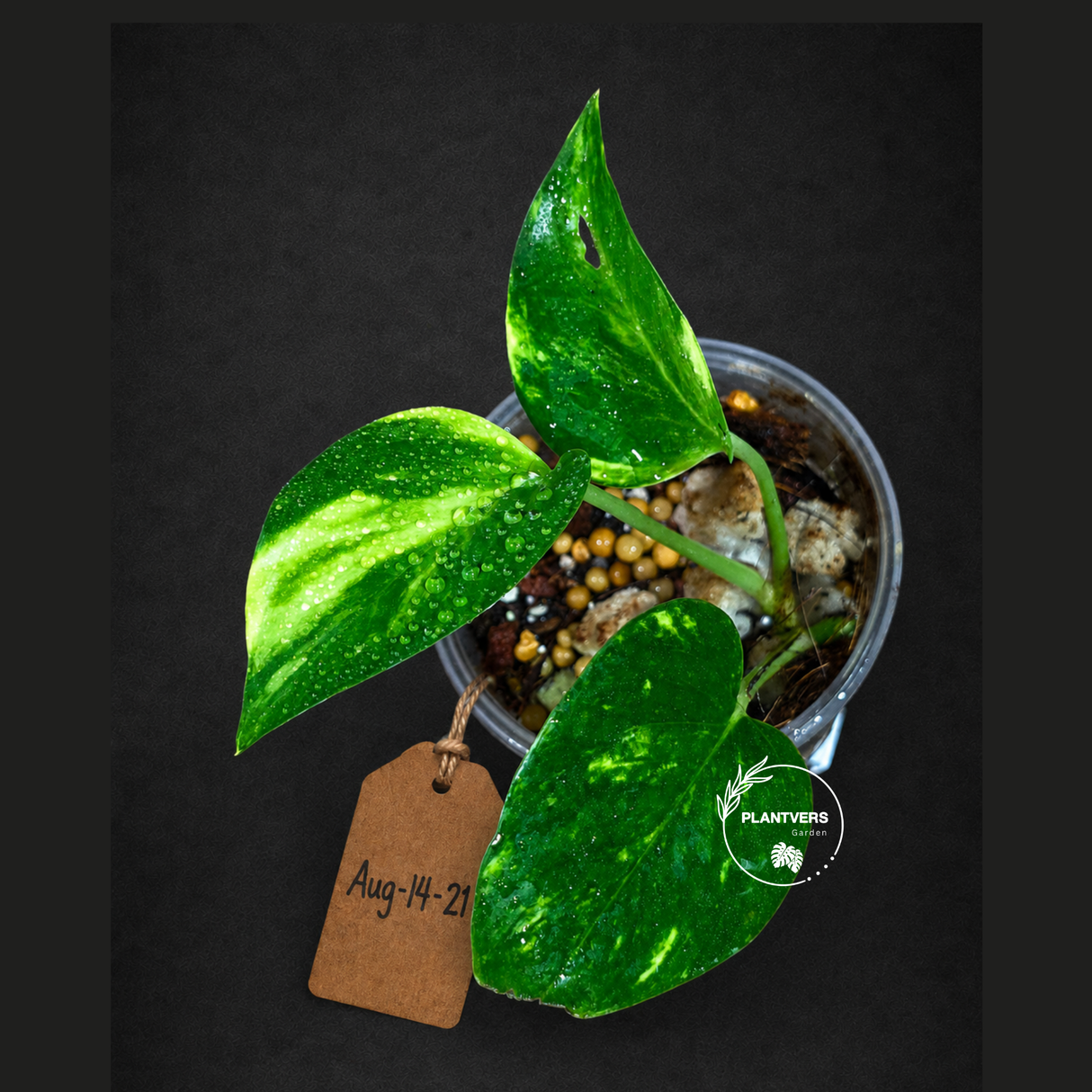 Variegated Golden Flame Epipremnum Pinnatum - Exact Plant - (Aug-14-21)
