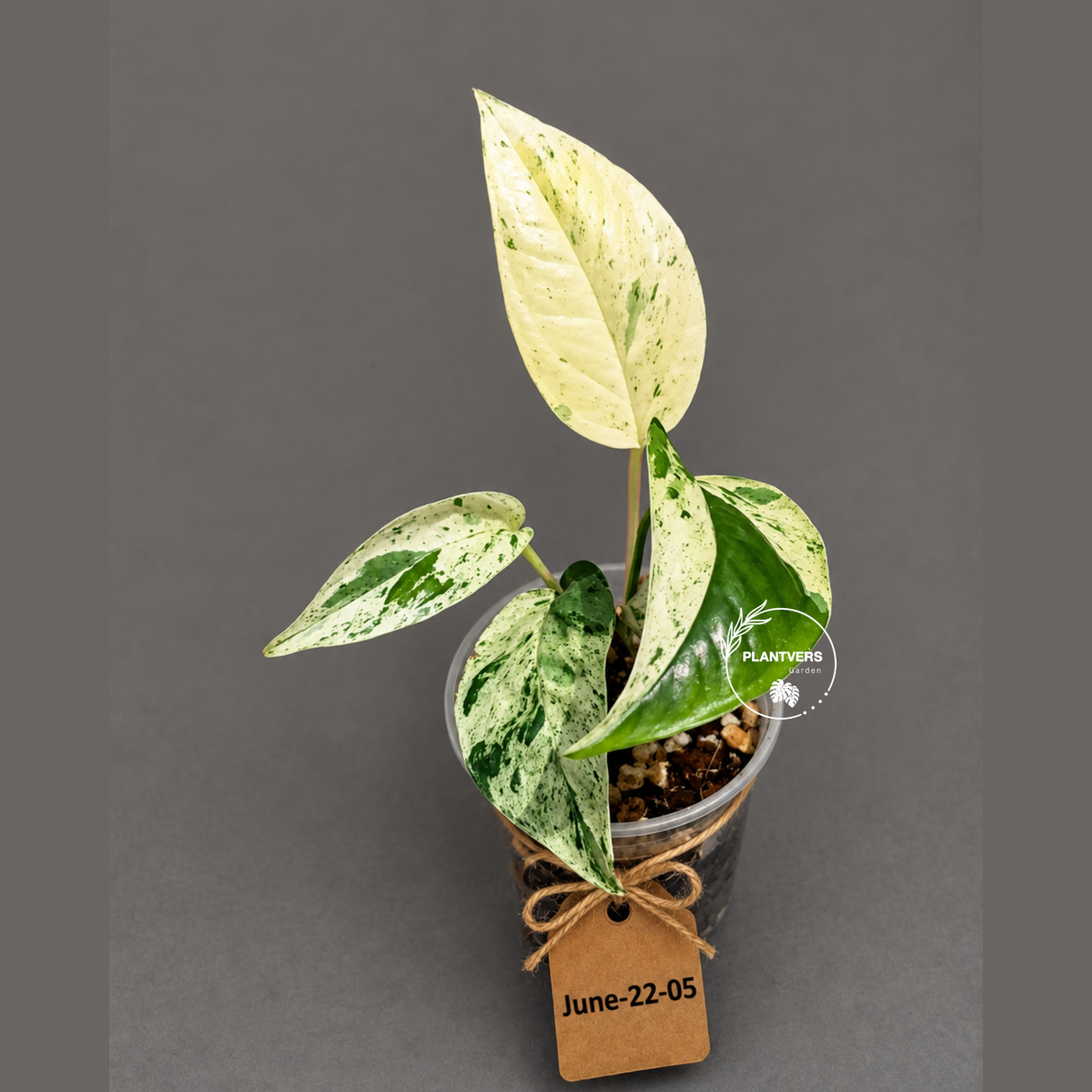 Epipremnum Pinnatum Albo Live Plant - Rare Variegated Houseplant - Tropical Plant - Exact Plant
