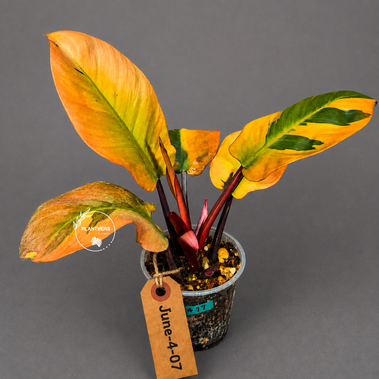 Variegated Black Cardinal Philodendron - Extremely RARE Collector Plant - US Seller - EXACT Same Plant
