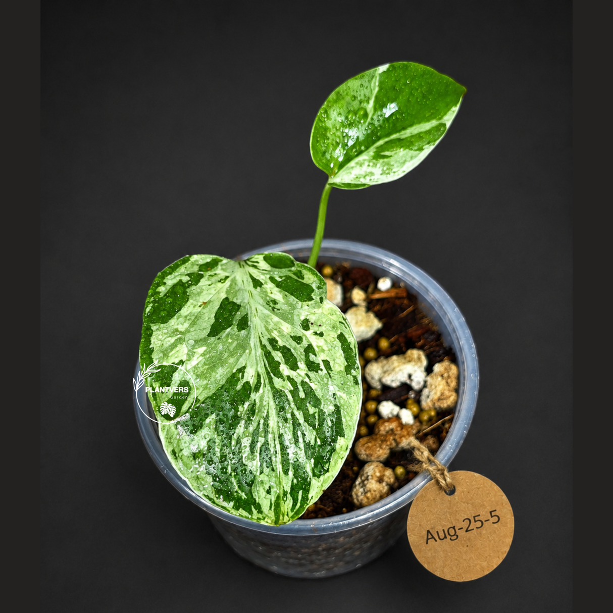 Monstera “Bulbasaur” Variegated - Exact Plant - (Aug-25-5)
