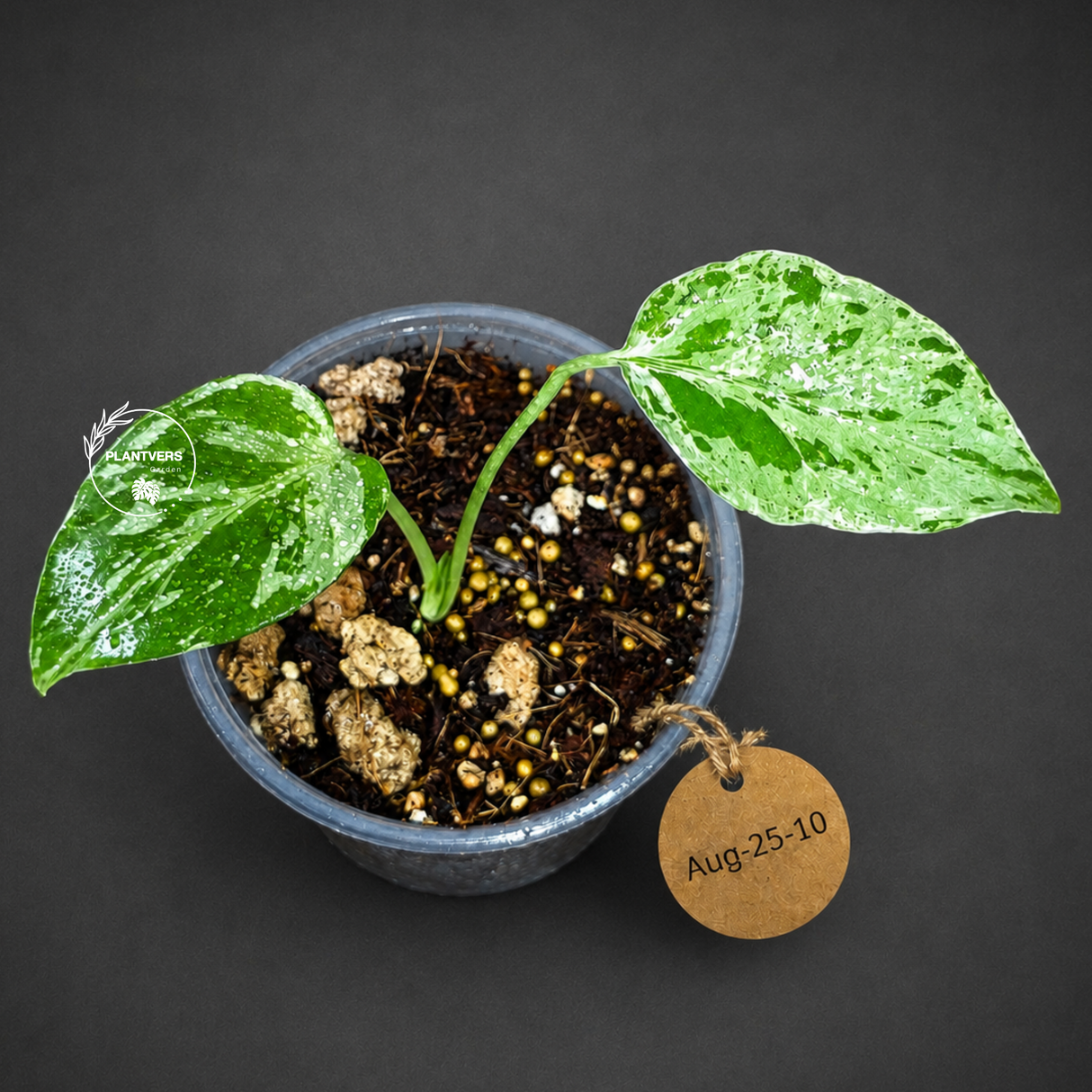 Monstera “Bulbasaur” Variegated - Exact Plant - (Aug-25-10)