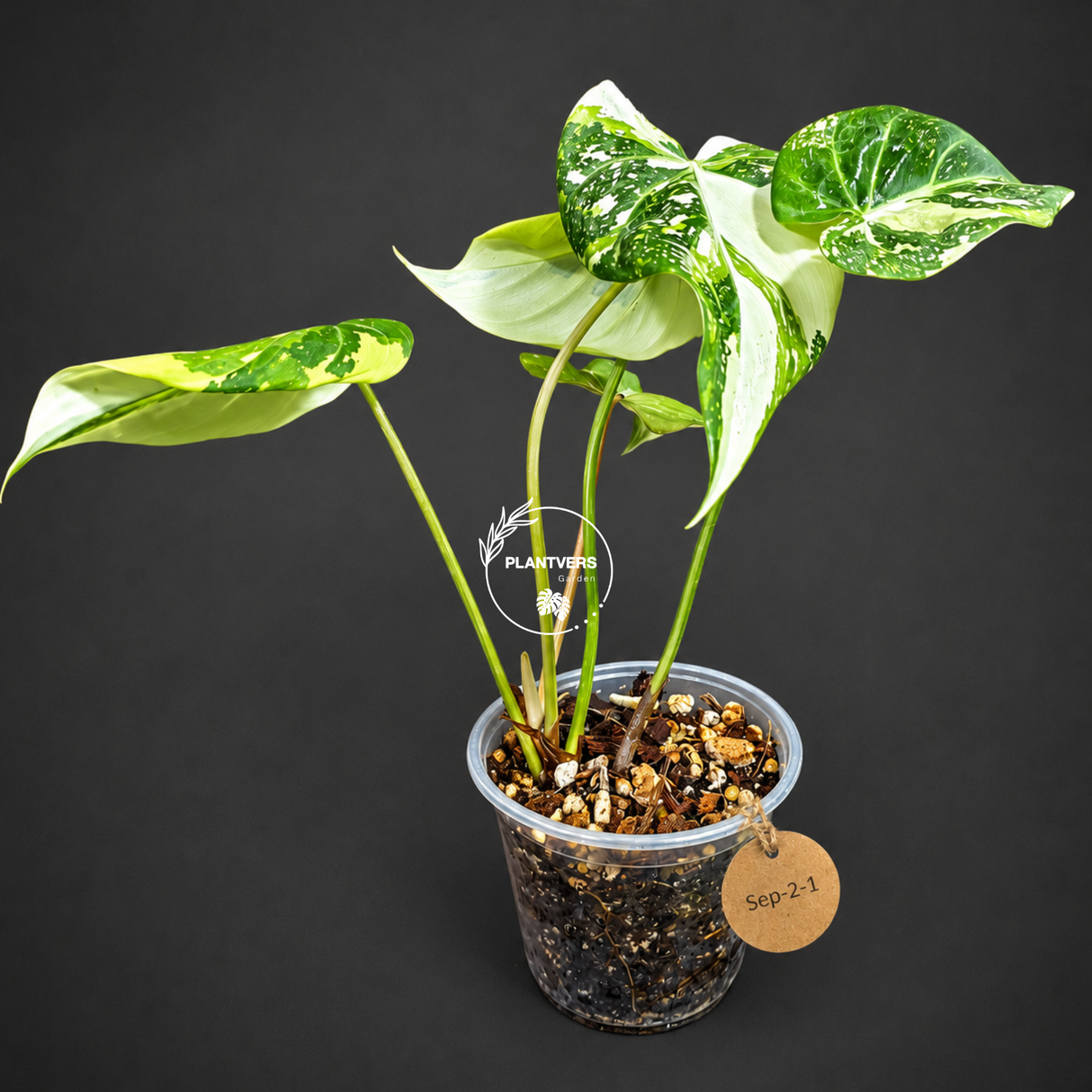 Philodendron Gloriosum Tricolor Variegated (Sep-2-1)