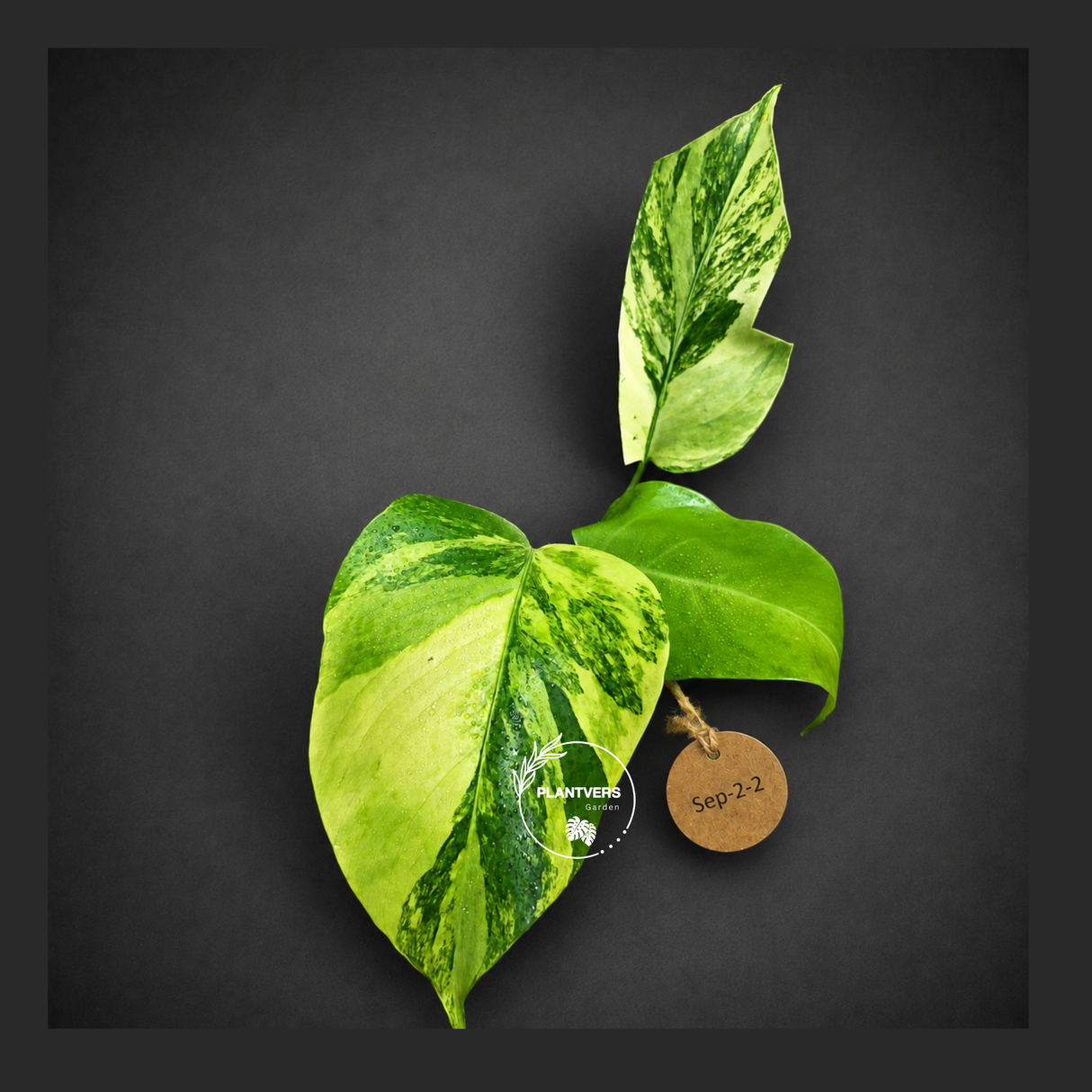 Monstera Aurea Variegated Borsigiana - Monstera Aurea - (Sep-2-2)