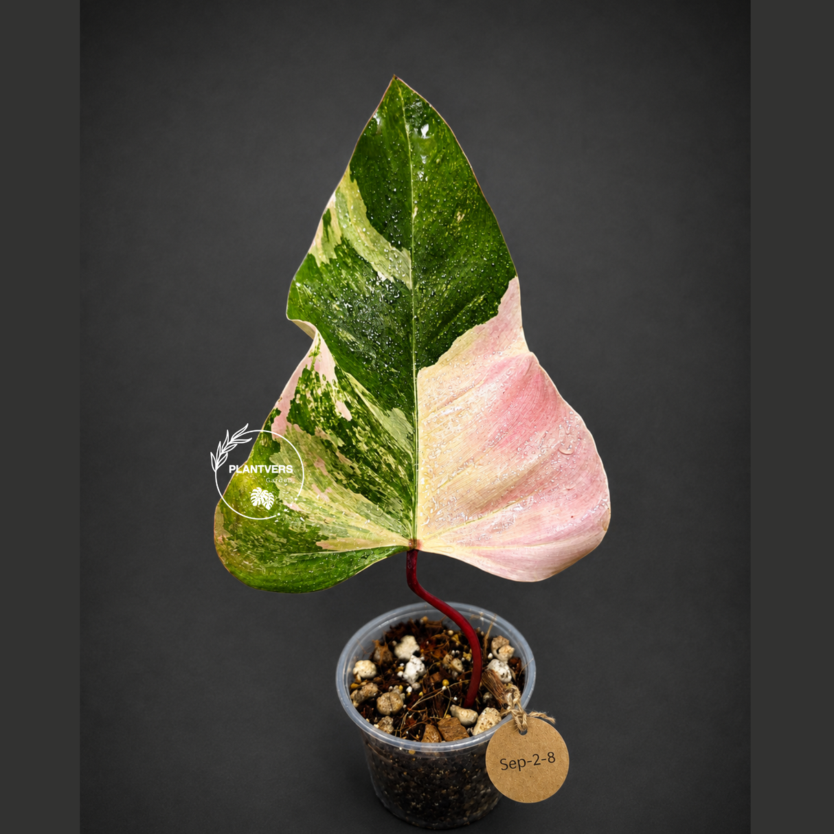 Rare Philodendron Strawberry Shake Variegated (Sep-2-8)