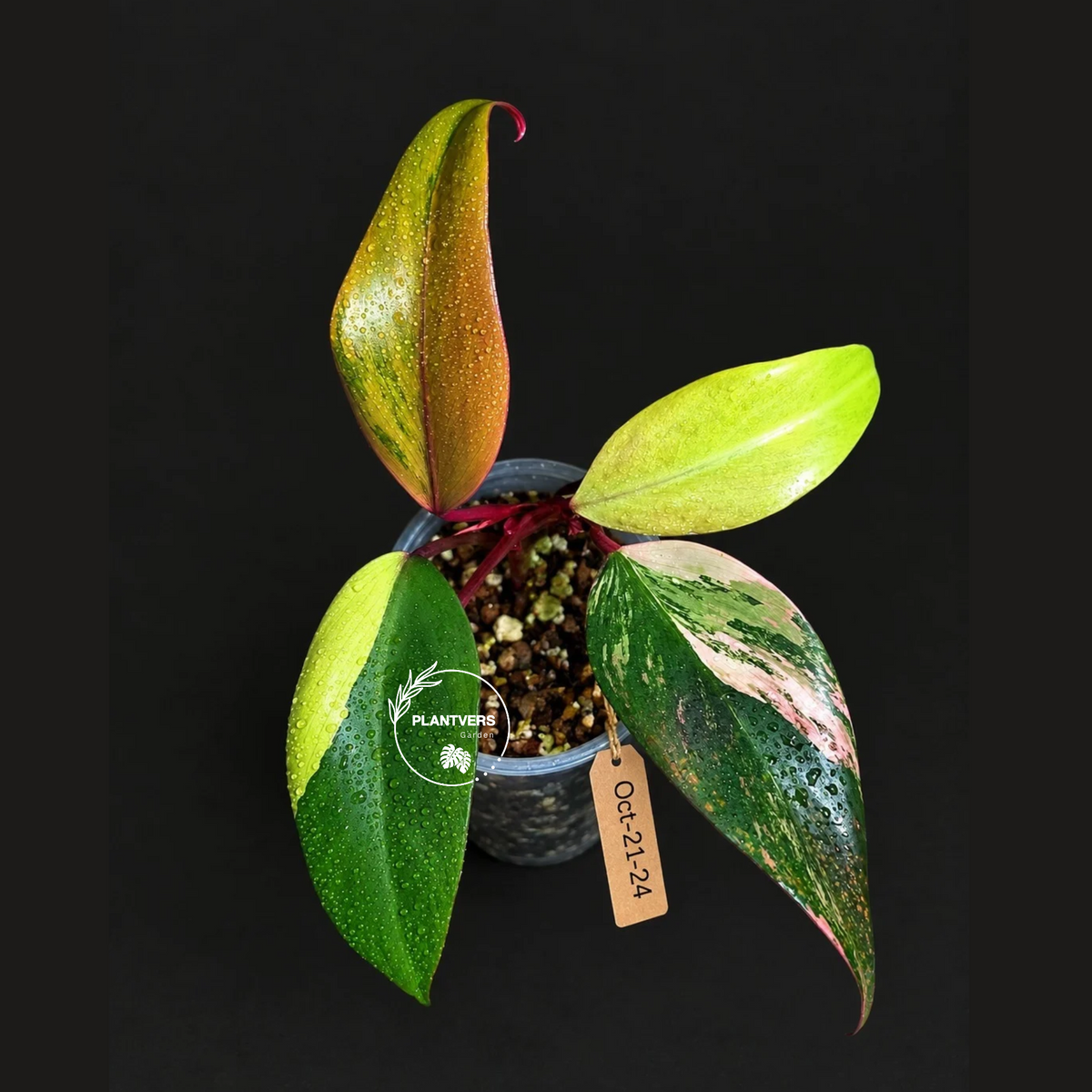 Rare Philodendron Strawberry Shake Variegated (Oct-21-24)