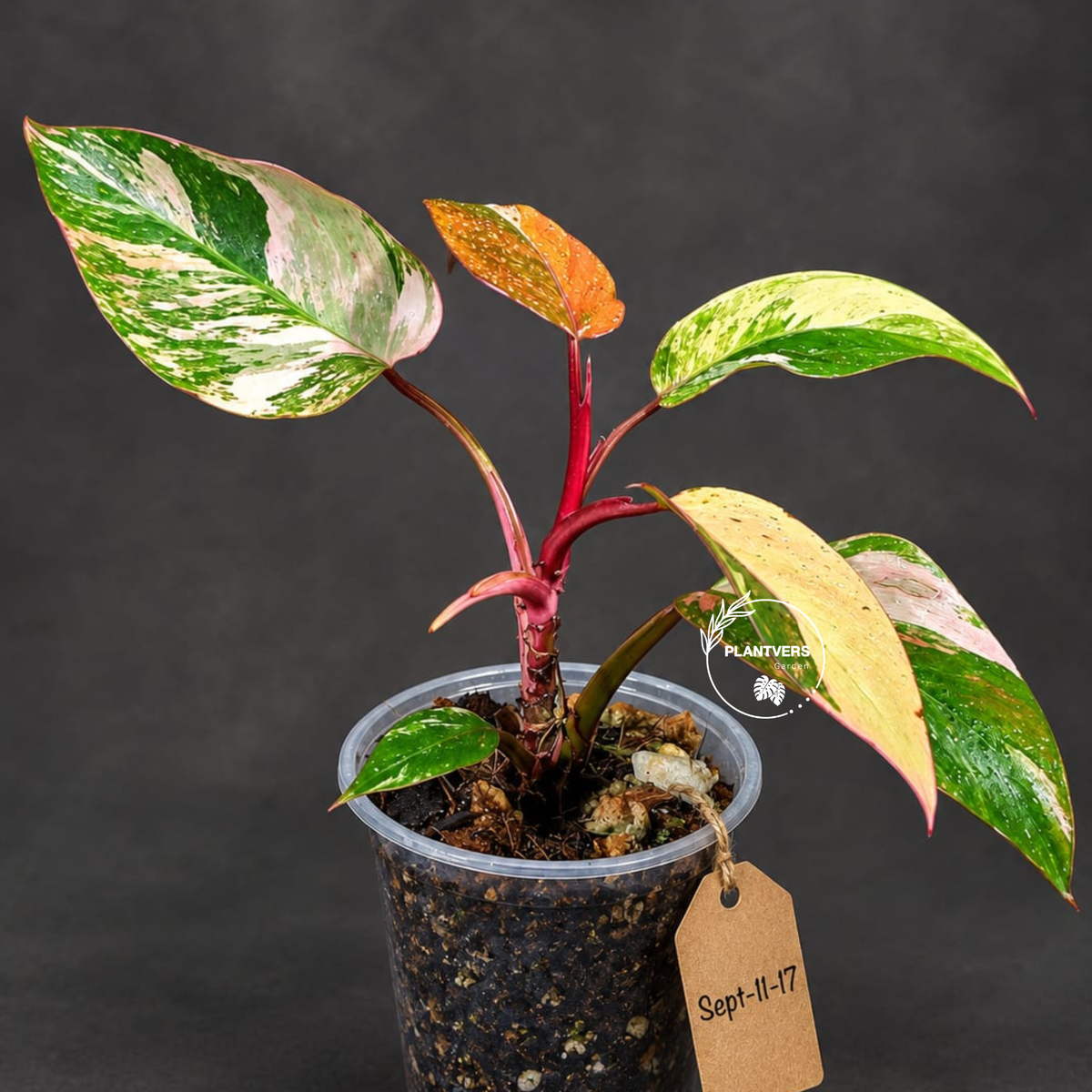 Philodendron Strawberry Shake High Variegated Live Plant - EXACT Same Plant - US Seller