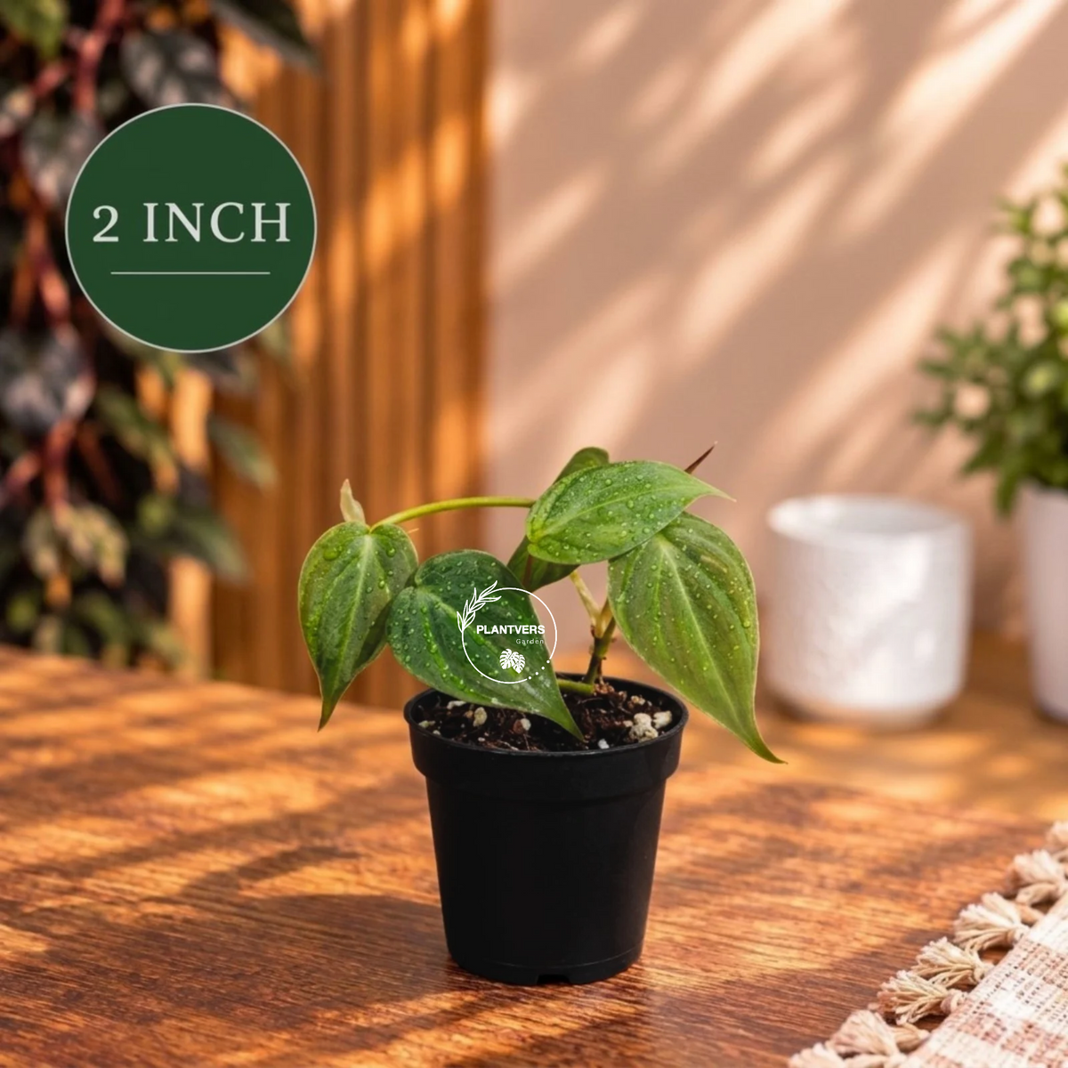 Philodendron Micans - Velvet Leaf - Indoor & Outdoor Live Tropical House plant - Live Plant - Multiple Sizes