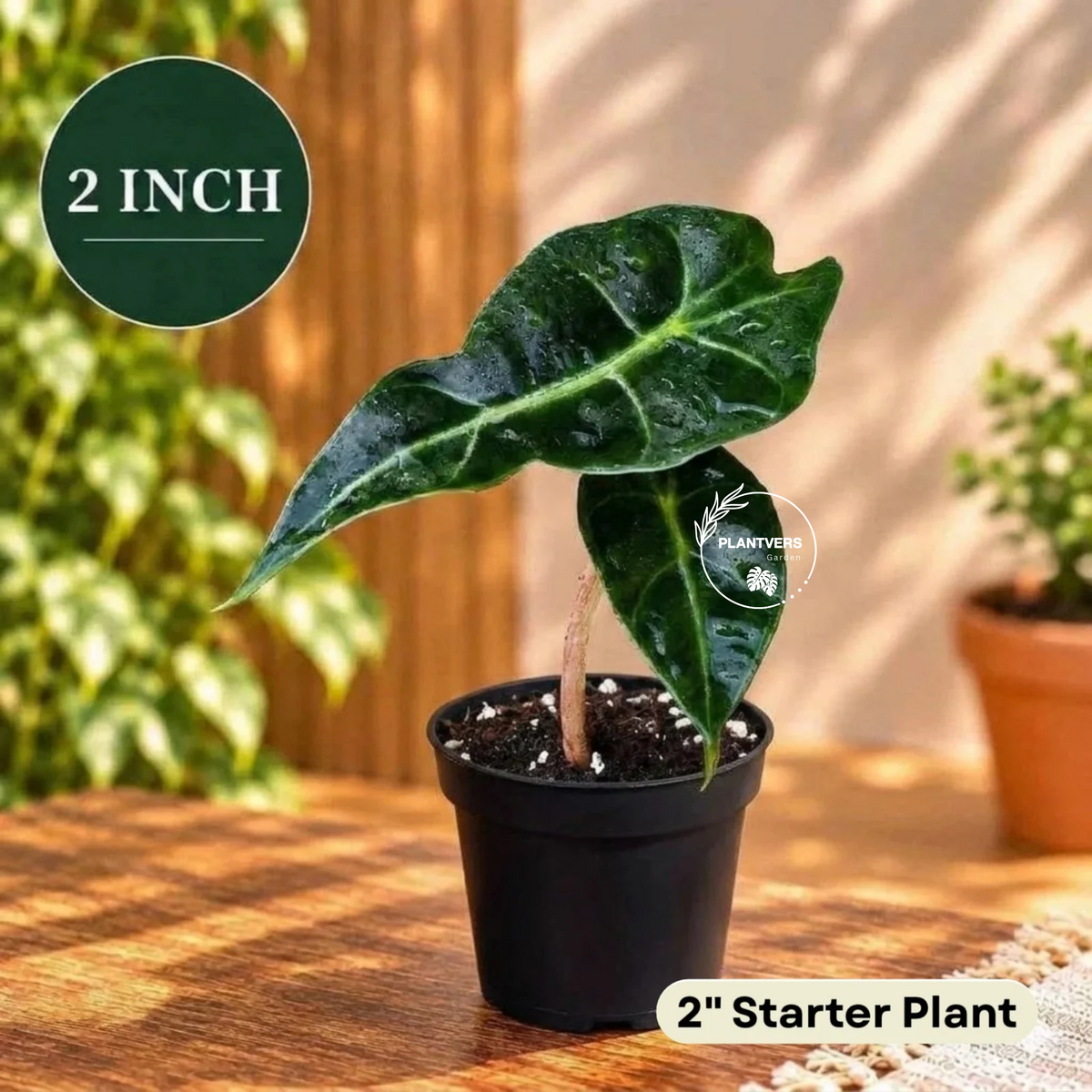 Alocasia Polly Live Houseplant- Large low light indoor plants - Dark Leaf Alocasia Amazonica Gift plant