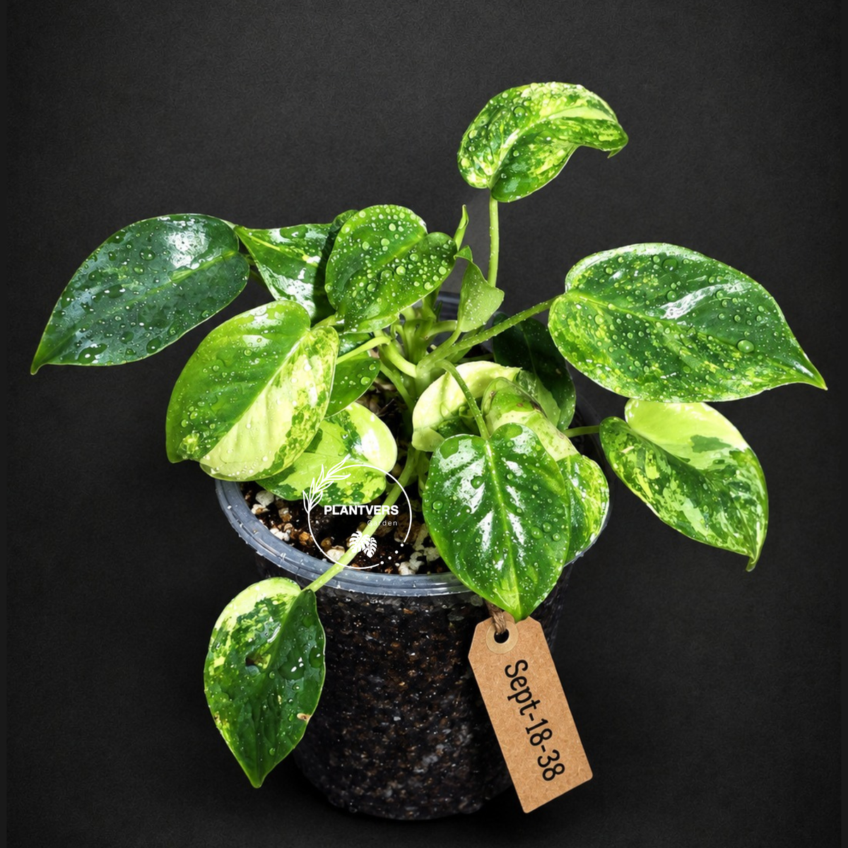 Variegated Burle Marx Philodendron Exact Plant - (Sep-18-38)