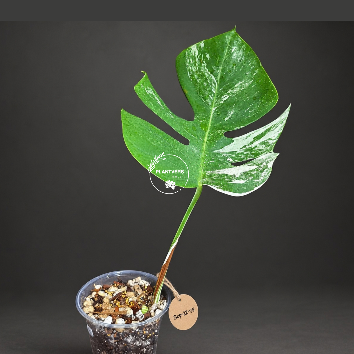 Variegated Monstera Albo - White Albo Borsigiana - (Sep-22-19)