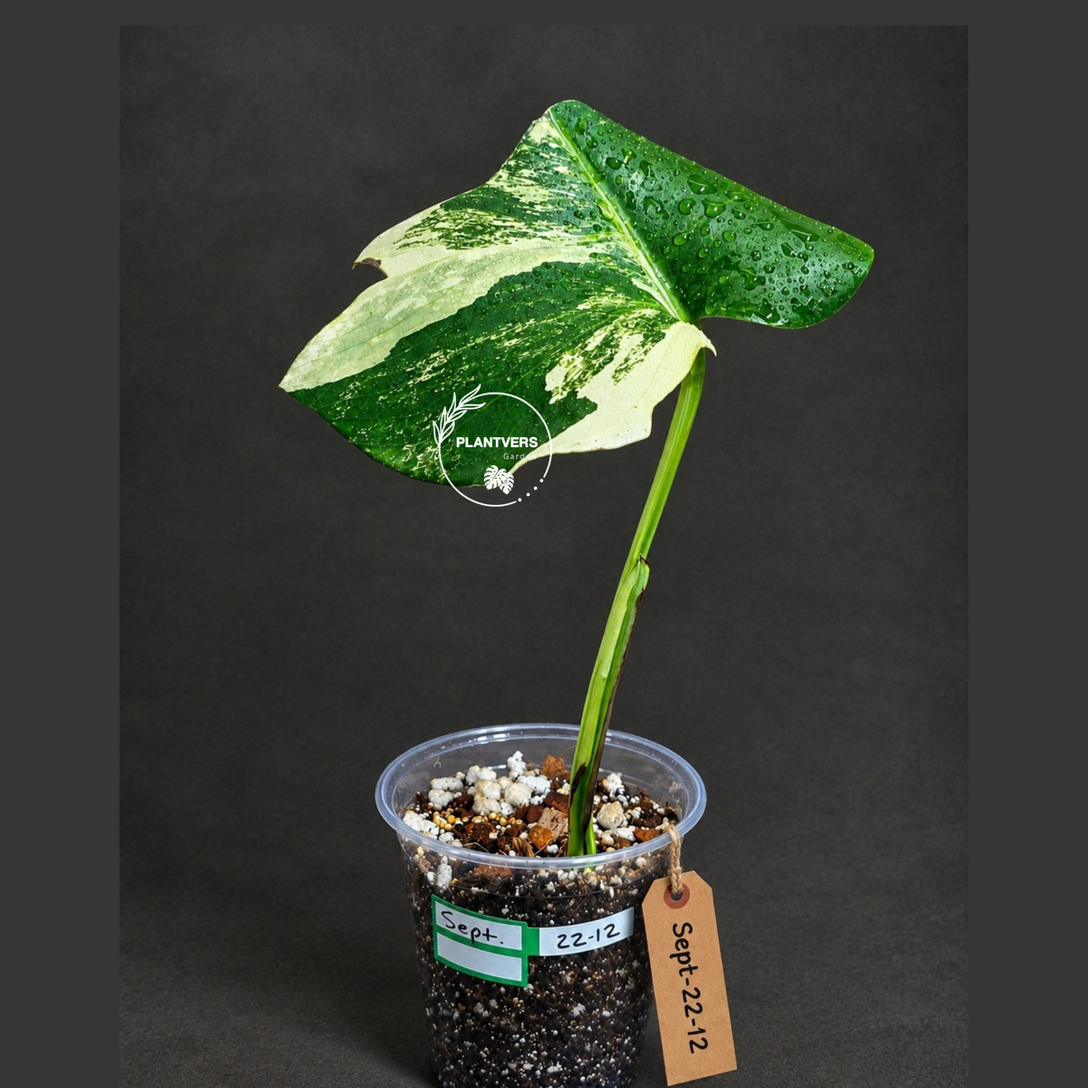 Variegated Monstera Albo - White Albo Borsigiana - (Sep-22-12)