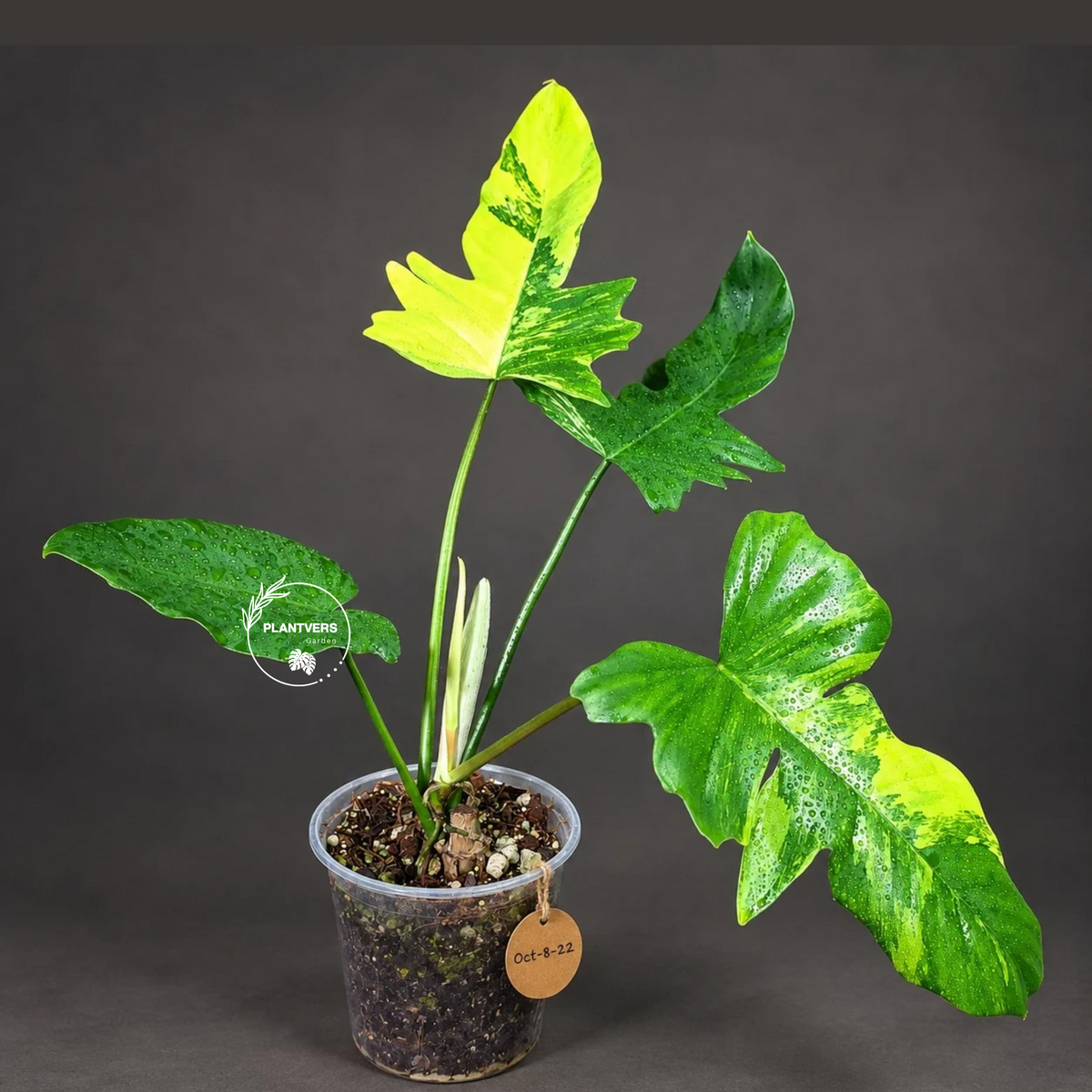 Philodendron Florida Beauty x Mayoi Variegated- (Oct-8-22)