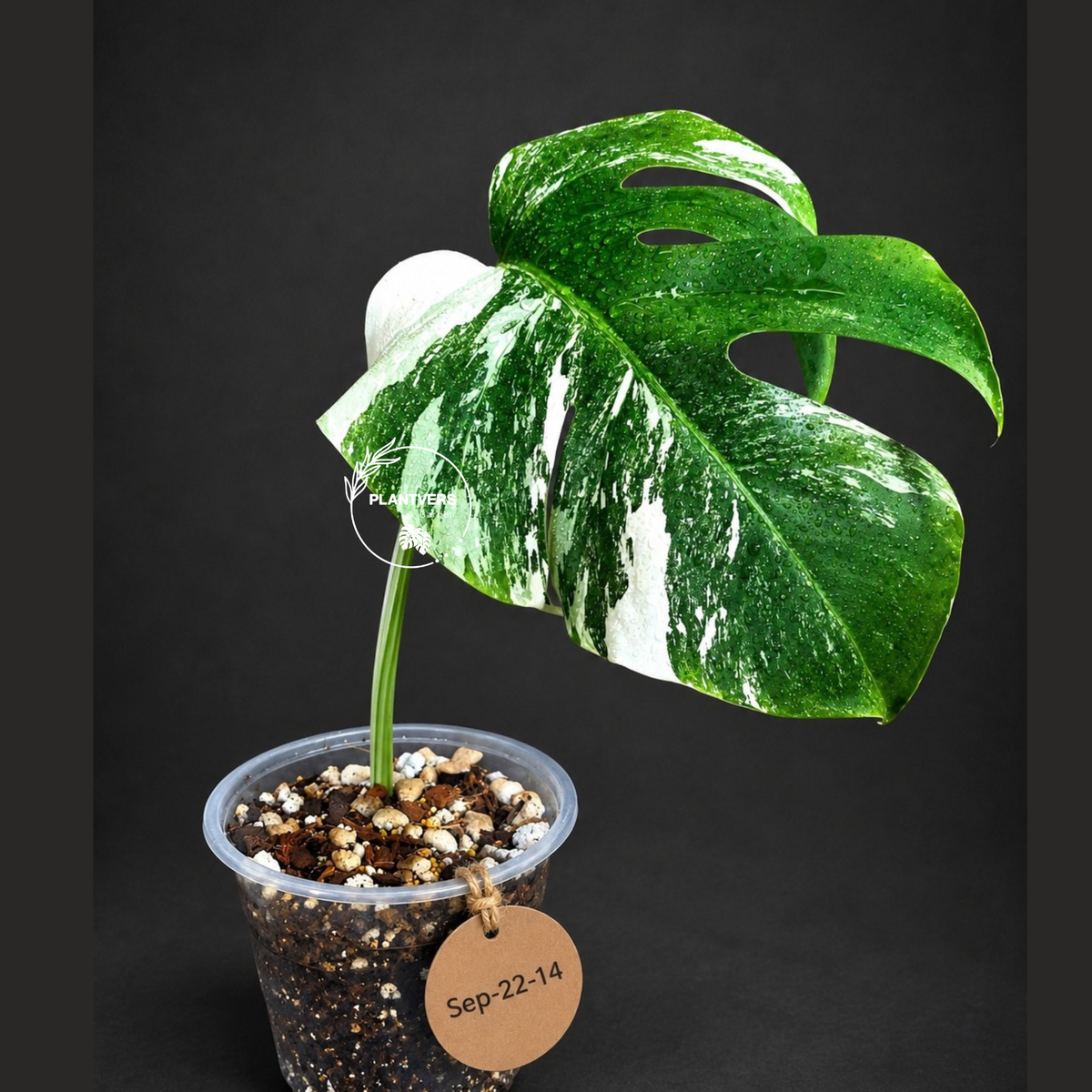 Variegated Monstera Albo - White Albo Borsigiana - (Sep-22-14)