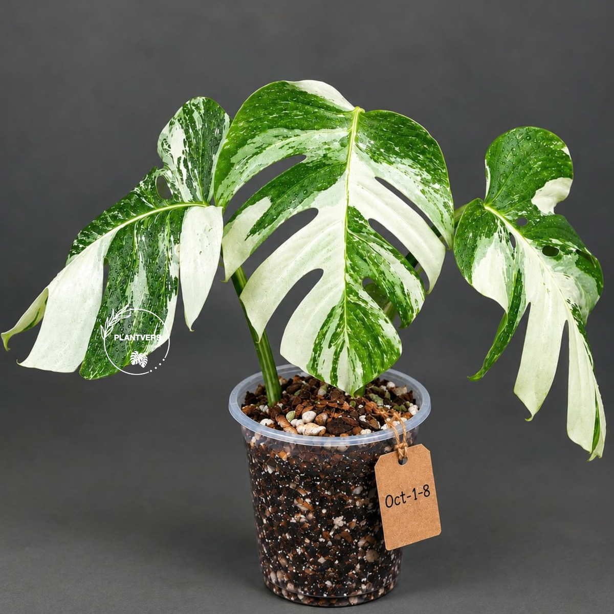 Monstera Albo - Rare Variegated Monstera Borsigiana Albo - Rare Collector Plant - White Monstera Albo - EXACT Same Plant - US Seller