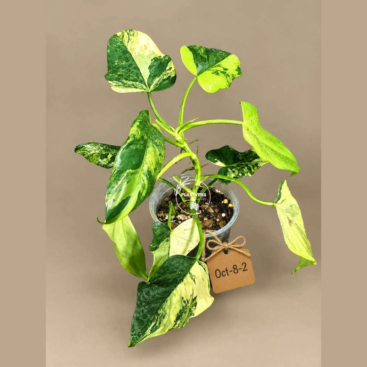 Variegated Philodendron Bipennifolium Violin Exact Plant- (Oct-8-2)
