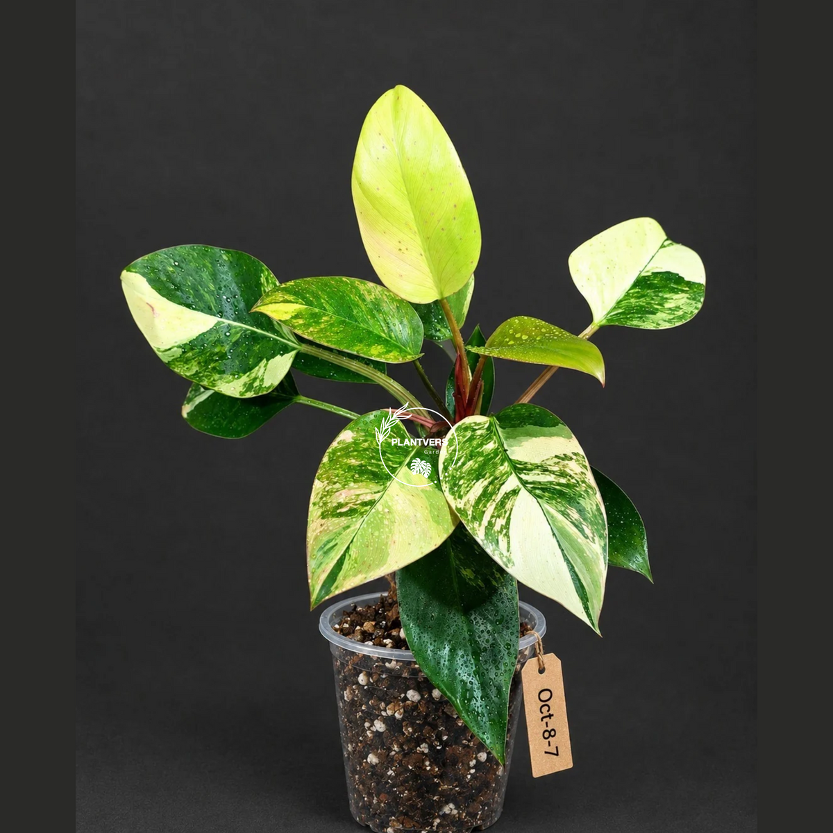 Yellow Congo Philodendron Variegated Live Plant (Oct-8-7)