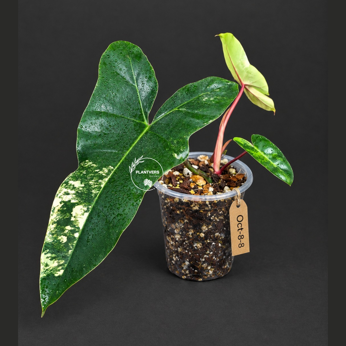 Variegated Philodendron Brown Beauty Live Plant (Oct-8-8)